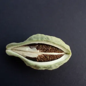 CA, Santa Barbara, Vine?- fruits and seeds, Mobile Home Park