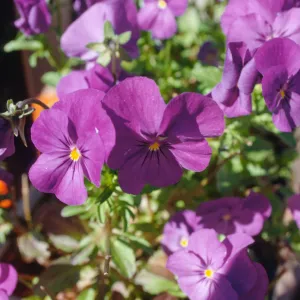 CA, Santa Barbara, Viola flowers