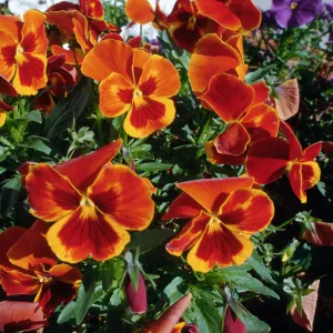 CA, Santa Barbara, Violets