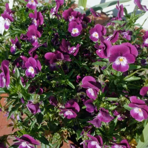 CA, Santa Barbara, Violets