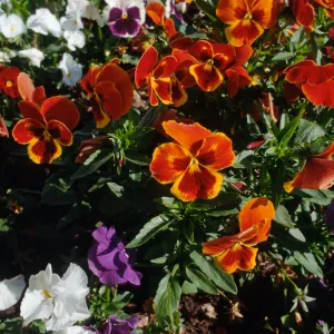 CA, Santa Barbara, Violets