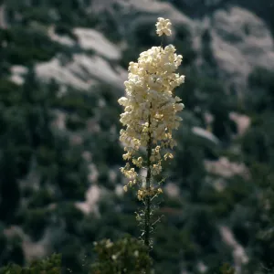 CA, Devil’s Bowl, Yucca