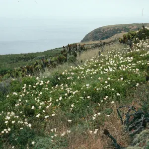 Calystegia, onshore slopes just east of W. Terrace, W. Anacapa Is.