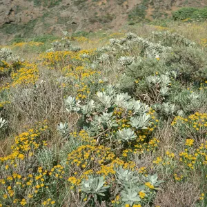 Haplopappus detonsus, Eriophyllum, offshore slopes, W. Anacapa Is.