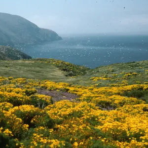 Coreopsis, Dichelostemma, just E. of sheep Camp