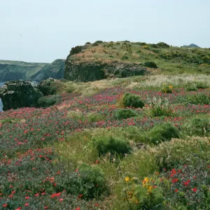 Malephora crocea, terrace nr. campground