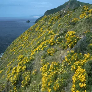 Coreopsis, S. side near W, knife edge
