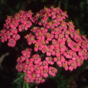 Achillea, Home Demo Garden