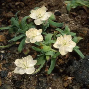 Platystemon californicus, Cliff Cyn. Santa Barbara Isl.