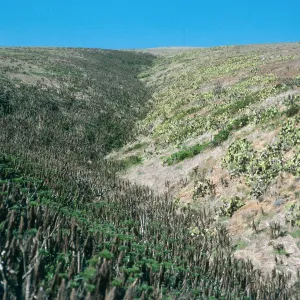 Middle Cyn., Santa Barbara Isl.