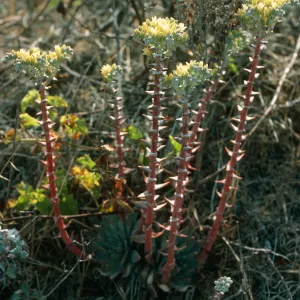 Dudleya greenei,, Canon del Mar, San Miguel Isl.