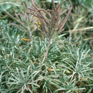 Erysimum insulare, San Miguel Isl.