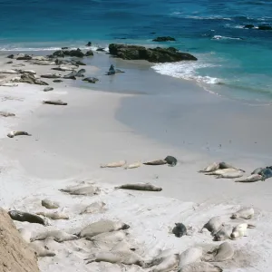 Pinnipeds, South side of San Miguel Island