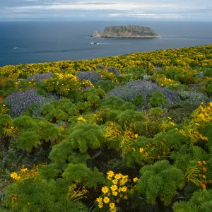 Coreopsis, Lupinus albifrons, view of Prince Isl. from Cabrillo Monument, San Miguel Isl.