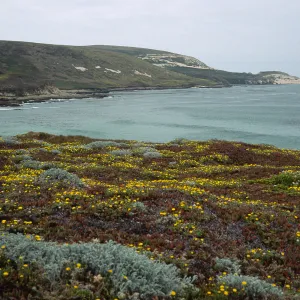 Malacothrix incana, just W. of range marker Beach, Simonton Cove, San Miguel Island