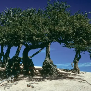 Quercus tomentella, west of peak, Santa Rosa Island