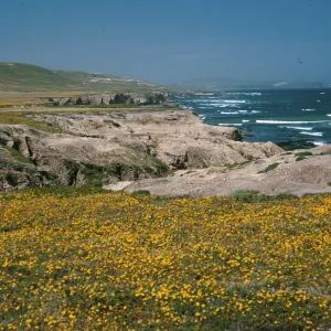 Lasthenia, near mouth of Tecolote Cyn., Santa Rosa Islad