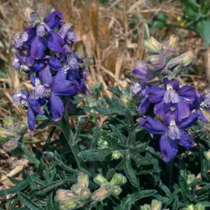 Delphinium, Carringon Point, Santa Rosa Island