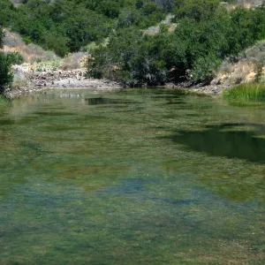 Putamogeton, Upper Cape Cyn. Reservoir, Santa Catalina Island