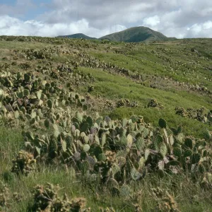 Maritime cactus scrub above Cottonwood Cyn., E. of Little Harbor, Santa Catalina Island