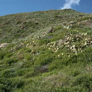 coastal scrub, slopes above Little Harbor, Catalina Island