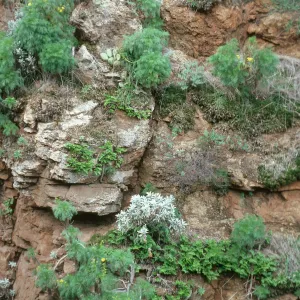 Coastal bluff, up first major canyon W. of Prisoners Harbor, Santa Cruz Island