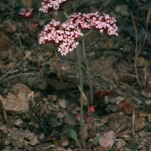 Chorizanthe wheeleri, canyon due N. of Lindals house