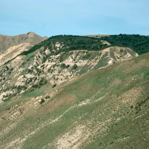 China Pines, Santa Cruz Island