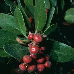 Arctostaphylos tomentosa subcordata, canyon E. of Lagunitas Secas, Santa Cruz Island