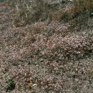 Chorizanthe wheeleri, W Ord Valley Peak Rd., Santa Cruz Island