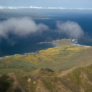 Lasthenia, Frasier Point, Santa Cruz Island