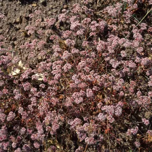 Chorizanthe wheeleri, W. end of Valley Peak Rd., Santa Cruz Island