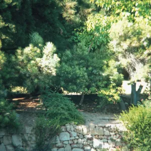 Several trees grow above a retaining wall made of irregular stones. 