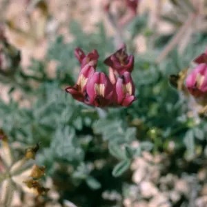 Astragalus. Coso Range