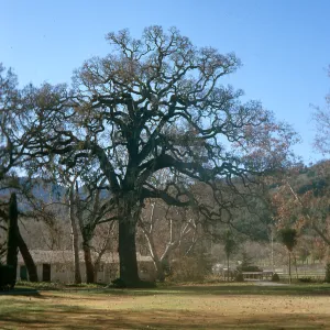 Quercus lobata in winter. Alisal Ranch, Christmas 73