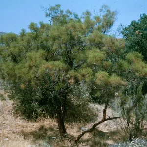 Adenostoma sparsifolium. Colson Canyon