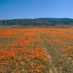 A large feild of bright orange flowers at the base of rolling mountains. 