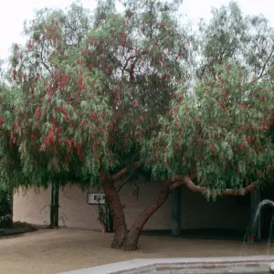 Pepper Tree - Schinus molle, Historical Society