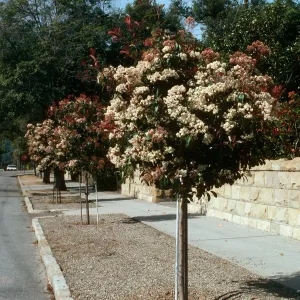 A line of round trees with clusters of small, white flowers among green and red leaves grow in a gravel strip between a sidewalk and a paved road. 