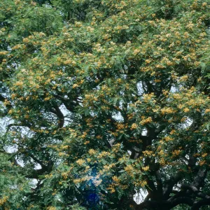 Tipuana Tipu, 771 La Buena Tierra