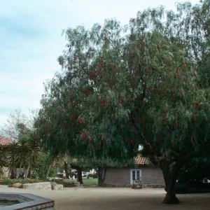 Pepper Tree - Schinus molle, Historical Society