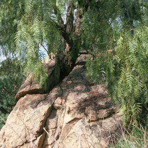 Schinus molle, rock split by tree