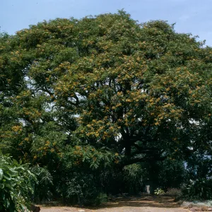 Tipuana Tipu on 771 La Buena Tierra