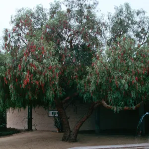 Pepper Tree, Schinus molle, Historical Society