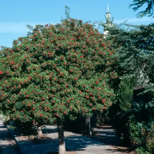 Schinus terebinthifolius, cross street Micheltorena?