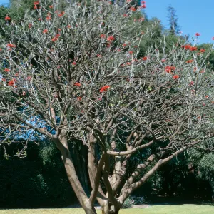 A smooth-barked tree devoid of leaves, but dotted with bright red flowers.