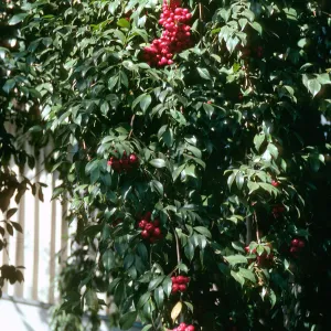 A large mass of pointed, oval-shaped leaves against a white wall dotted with large clusters of ref-purple, olive-shaped berries. 