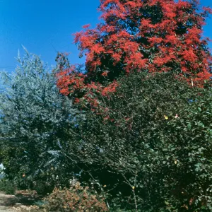 Flame tree, Orpet Park