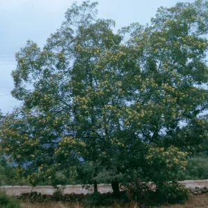 A large tree dotted with yellow flowers beside a low, stone wall