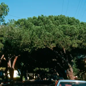 A street lined with old-style cars, completely in the shade of the canopy of two lines of large evergreen trees.